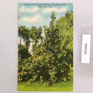 Egg Fruit Tree Flamingo Groves Davie Florida 1940s Linen Postcard 1958 FL PC